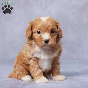 Ezra, Cavapoo Puppy